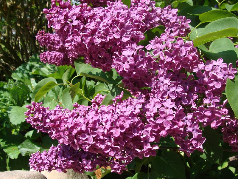 DSC01175.JPG