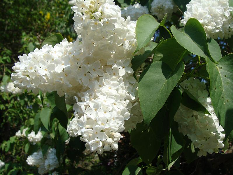 DSC01178.JPG