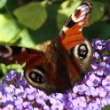 DSC03295