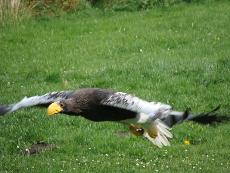DSC01474.JPG - Ørnereservatet
