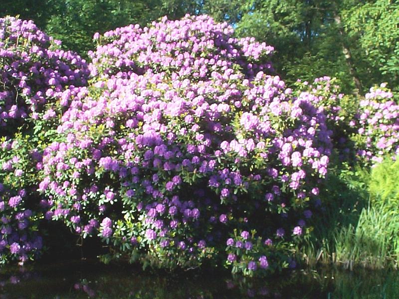 alder-2002-5.jpg