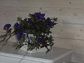 DSC00024