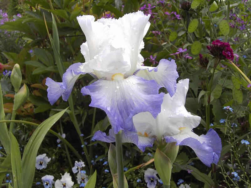 PICT1621.JPG - Iris