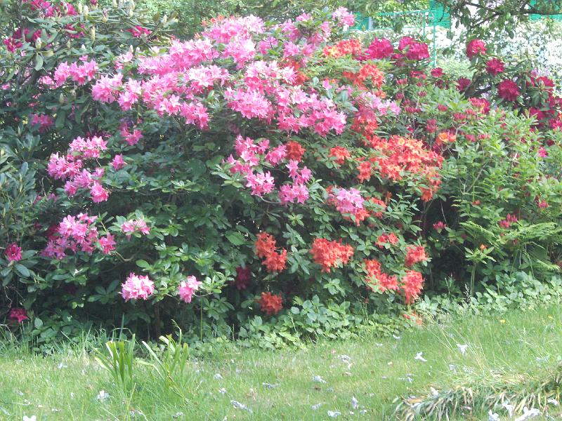 PICT1638.JPG - Claude Monet's have (Blomsterhaven)