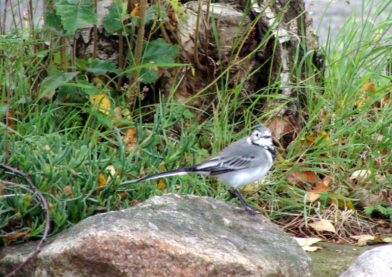DSC04335.JPG