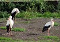 DSC04486